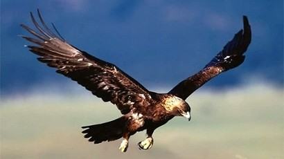 295608-rare-birds-disappearing-at-a-very-worrying-rate-410x230