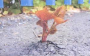 Invasive Vegetation Management and Tretatment