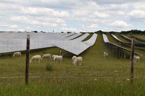 Sheep grazing among rows of solar panels
