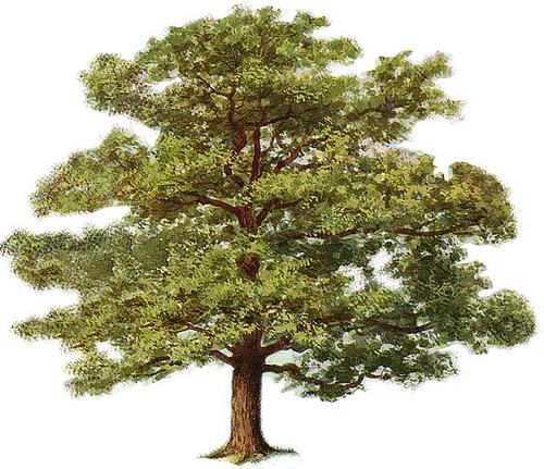 Environment UK tree